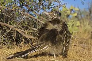 Greater Roadrunner - warming itself by erecting feathers to allow sun to strike directly on black skin - Large-crested-terrestrial bird of arid Southwest - Common in scrub desert and mesquite groves - Seldom flies -Eats lizards-snakes