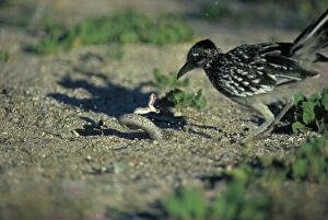 Greater Roadrunner with Western Diamondback Rattlesnake (Crotalus atrox) - Attempting to subdue the rattlesnake for