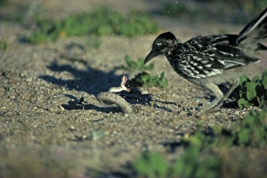 Images Dated 25th June 2007: Greater Roadrunner with Western Diamondback Rattlesnake (Crotalus atrox)