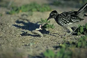 Attacking Prints: Greater Roadrunner with Western Diamondback Rattlesnake (Crotalus atrox)