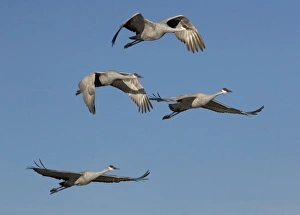 Images Dated 21st December 2005: Greater Sandhill Cranes - in flight, winter Bosque del Apache National Wildlife Refuge