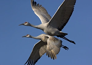 Images Dated 21st December 2005: Greater Sandhill Cranes - in flight, winter Bosque del Apache National Wildlife Refuge