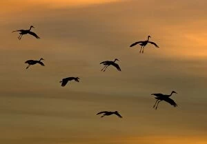 Images Dated 21st December 2005: Greater Sandhill Cranes - in flight, coming in to winter roost at sunset