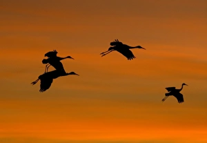 Images Dated 21st December 2005: Greater Sandhill Cranes - in flight, coming in to winter roost at sunset