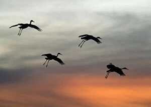 Silhouette Collection: Greater Sandhill Cranes - in flight, coming in to winter roost at sunset