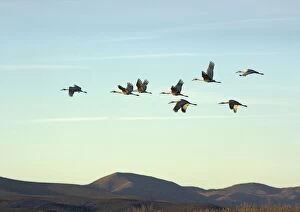 Images Dated 20th December 2005: Greater Sandhill Cranes - in flight, winter