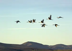 Migrant Prints: Greater Sandhill Cranes - in flight, winter