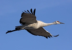 Images Dated 21st December 2005: Greater Sandhill Cranes - in flight, winter. Bosque del Apache National Wildlife Refuge
