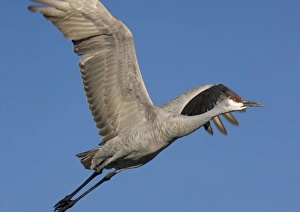 Images Dated 21st December 2005: Greater Sandhill Cranes - in flight, winter
