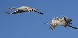 Images Dated 21st December 2005: Greater Sandhill Cranes - in flight, winter. Bosque del Apache National Wildlife Refuge