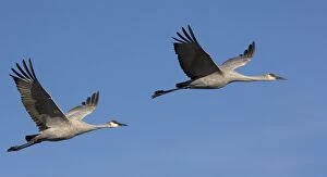 Images Dated 21st December 2005: Greater Sandhill Cranes - in flight, winter. Bosque del Apache National Wildlife Refuge
