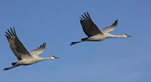 Images Dated 21st December 2005: Greater Sandhill Cranes - in flight, winter. Bosque del Apache National Wildlife Refuge
