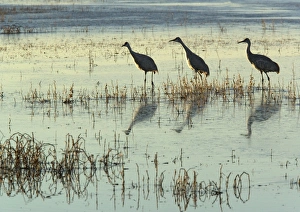 Images Dated 21st December 2005: Greater sandhill cranes, in winter. Bosque del Apache National Wildlife Refuge New Mexico USA