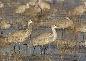 Images Dated 21st December 2005: Greater sandhill cranes - in winter. Bosque del Apache National Wildlife Refuge, New Mexico, USA