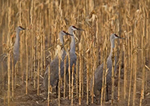 Farmland Collection: Greater Sandhill Cranes - in winter, feeding in maize (corn) field