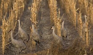Images Dated 21st December 2005: Greater Sandhill Cranes - in winter, feeding in maize (corn) field