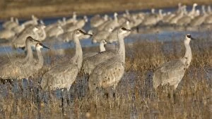 Images Dated 22nd December 2005: Greater Sandhill Cranes - in winter. Bosque del Apache National Wildlife Refuge, New Mexico, USA