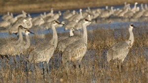 Images Dated 22nd December 2005: Greater Sandhill Cranes - in winter. Bosque del Apache National Wildlife Refuge, New Mexico, USA