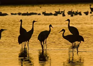 Greater Sandhill Cranes - in winter. Bosque del Apache National Wildlife Refuge