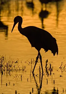Bird Reserve Prints: Greater Sandhill Cranes - in winter