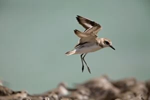 Greater Sandplover / Greater Sand Plover - in flight