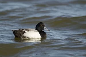 Images Dated 19th April 2012: Greater Scaup