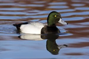 Aythya Gallery: Greater Scaup - Drake