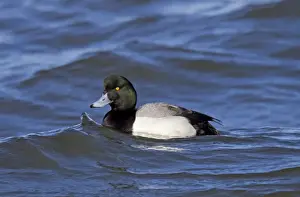 Diving Duck Prints: Greater Scaup male in February breeding plumage. Connecticut USA