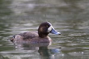 Images Dated 28th January 2010: Greater Scaup - Tehidy Park - Cornwall - UK