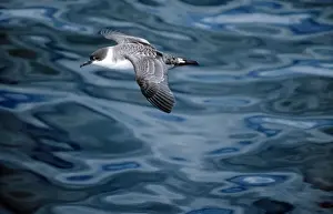 Shearwater Prints: Greater Shearwater