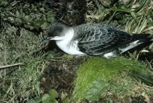 Greater Shearwater