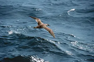 Gliding Prints: Greater Shearwater - in flight over sea