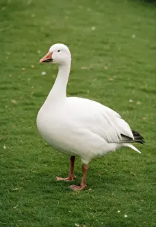 Greater Snow Goose
