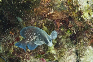 Greater Soapfish (Rypticus saponaceus)