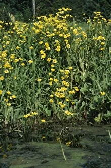 Images Dated 7th November 2007: Greater Spearwort