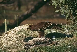 Aquila Gallery: GREATER SPOTTED EAGLE - Feeding on kill of Painted
