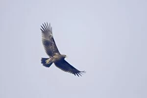 Images Dated 18th June 2009: Greater Spotted Eagle - in flight