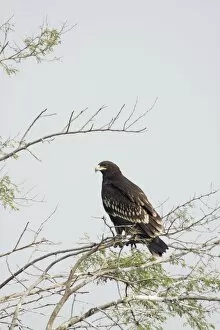 Images Dated 10th January 2009: Greater Spotted Eagle - Keoladeo Ghana National Park - Bharatpur - Rajasthan - India BI017905