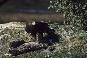Aquila Gallery: Greater Spotted Eagle - with Painted Stork carcass