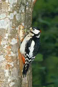 Greater Spotted Prints: Greater-spotted / Great-spotted Woodpecker - with food in beak