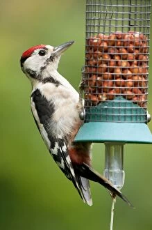 Images Dated 14th August 2011: Greater Spotted Woodpecker