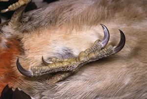 Images Dated 7th March 2006: Greater-spotted Woodpecker - foot to show arrangement of claws