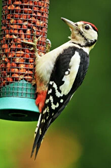 Greater Spotted Woodpecker - juvenile male on feeder