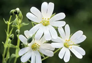 Greater Stichwort