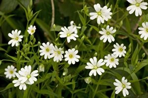 Images Dated 12th May 2006: Greater stitchwort