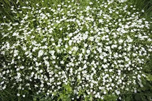 Stitchwort Prints: Greater Stitchwort - flowering on ditch enbankment, Lower Saxony, Germany