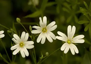 Hedgerows Prints: Greater stitchwort. Spring flower