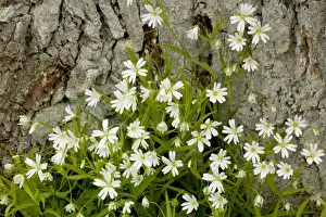 Stitchwort Prints: Greater stitchwort, Stellaria holostea. Common in woodland in UK