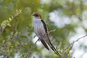 Greater Striped Swallow - on perch