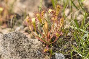 Images Dated 3rd July 2014: Greater Sundew - growing in boggy area - Hoy